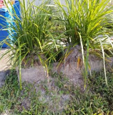 Wesley Chapel Pest Control Pros Image